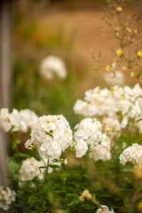 bouquet of white flowers