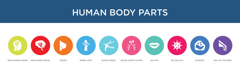 human body parts concept 10 colorful icons