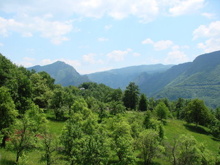 An amazing natural picture of the various bright shades of green in the vegetation of a mountain forest under the rays of the morning sun.