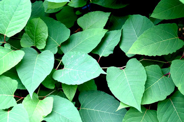 Large green leaves are green. A lot of green leaves of different sizes.