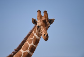 Naklejka premium giraffe in africa