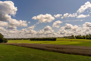 landscape with green field and blue sky