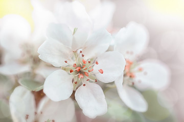 Fototapeta na wymiar Apricot flowers bloom in spring, apricot branch, tinted photo, high key.