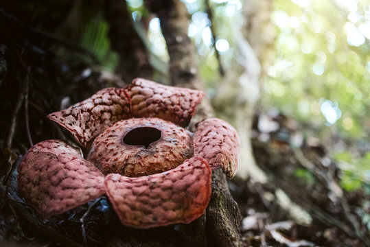 A picture of Rafflesia, the largest flower on earth and also a stinky plant