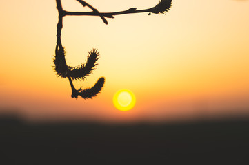 Fototapeta na wymiar Plant silhouette at golden sunset