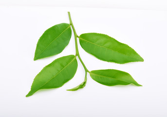 Green tea leaf isolated on white background