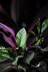 Succulent plants flowers of green and purple on a dark background, desktop wallpaper