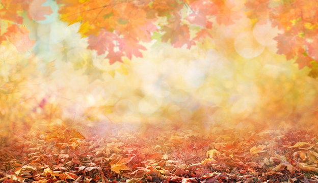 autumn leaves in beautiful fall park abstract background