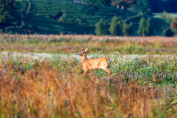 Roe deer on a meadow with wild summer flowers