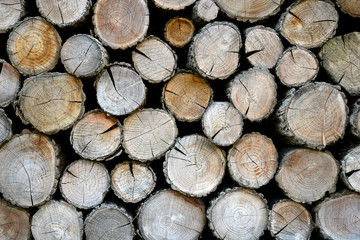 Wall of old wooden logs with cracked ends. Beautiful pattern of annual rings on the cut of the tree. Background. Close-up. Selective focus.