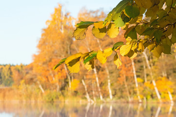 Branch with autumn leaves by a lake