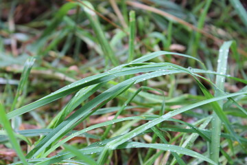 Grass with drops
