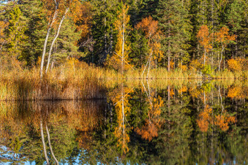 Autumn at the forest lake with reflections