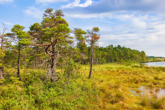 Old pine trees on a bog by a lake