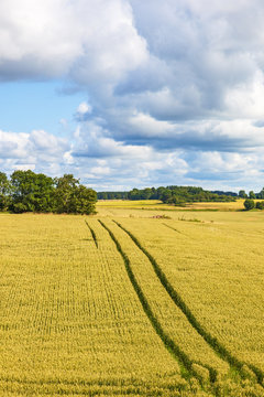 Cornfield with tractor tracks on the field