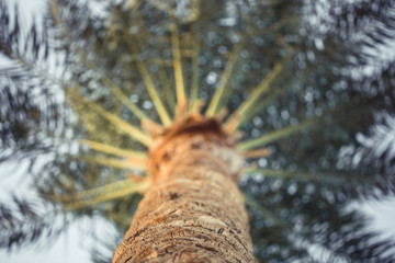 high palm tree photo from bottom to top.