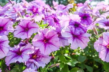 Bright petunia flowers in the flowerbed, summer natural park.