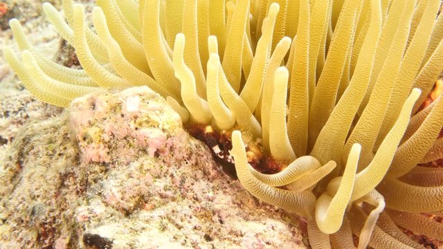 Close up in coral reef in the Caribbean Sea around Curacao with crabl and sea anemone