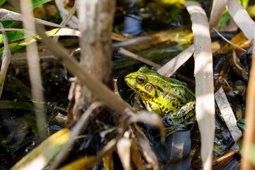 Green pond frog sitting on a leaf