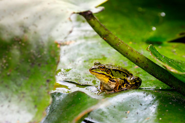 Green pond frog sitting on a leaf