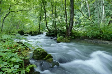 Obraz premium 《奥入瀬渓流》青森県十和田市