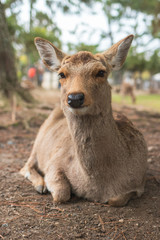Friendly and cute Sika deer in Nara Park, Japan
