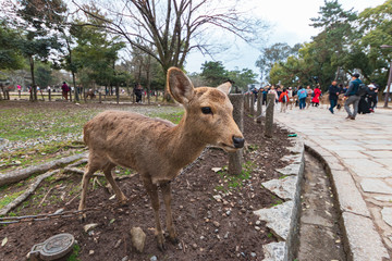 Friendly and cute Sika deer in Nara Park, Japan