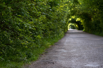 Asphalt road among the forest, tree branches converge above the road, selective focus