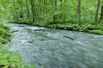 Obraz premium 《奥入瀬渓流》青森県十和田市