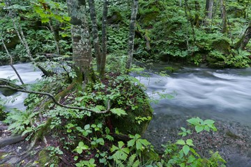 《奥入瀬渓流》青森県十和田市