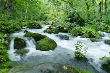Obraz premium 《奥入瀬渓流》青森県十和田市