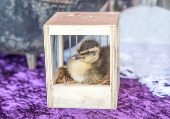 Trödel,Zeeland,Holland,Markt,Stand,Porzelan,Werkzeug,Altertümer,Blumen,Uhren,Uhrwerke,Handarbeit,Marmelade,Tierfelle,Ente,Kücken,Postkarte,Cloun,Puppe,Tafel,Kreide,Zierijzee,Renesse,Schlüssel,Verroste