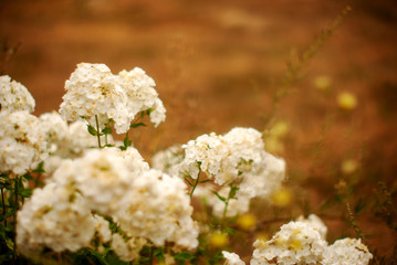 white flowers of apple tree in spring