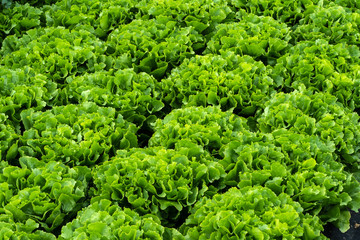 Feld mit Endiviensalat