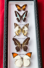 Trödel,Zeeland,Holland,Markt,Stand,Porzelan,Werkzeug,Altertümer,Blumen,Uhren,Uhrwerke,Handarbeit,Marmelade,Tierfelle,Ente,Kücken,Postkarte,Cloun,Puppe,Tafel,Kreide,Zierijzee,Renesse,Schlüssel,Verroste