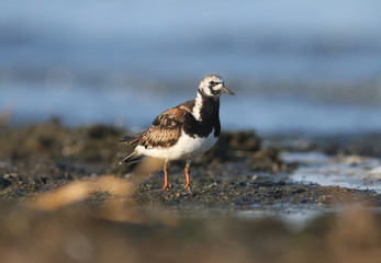 A close-up photo of a ruddy turnstone (Arenaria interpres) lonely and a pair taken in the soft morning light on the banks of a salty estuary.