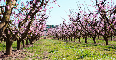 Fototapeta premium blooming peach trees in spring