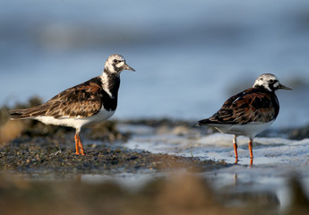 A close-up photo of a ruddy turnstone (Arenaria interpres) lonely and a pair taken in the soft morning light on the banks of a salty estuary.