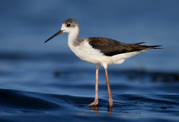 A very close-up of a young black-winged stilt (Himantopus himantopus) photographed against a background of blue estuary water. Detailed and vivid color photo.