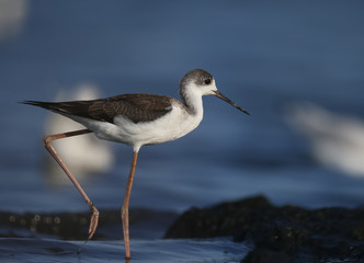 A very close-up of a young black-winged stilt (Himantopus himantopus) photographed against a background of blue estuary water. Detailed and vivid color photo.