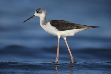 A very close-up of a young black-winged stilt (Himantopus himantopus) photographed against a background of blue estuary water. Detailed and vivid color photo.