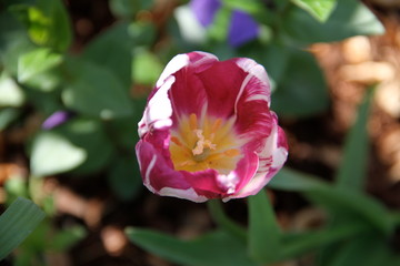 Pinkfarbene Tulpe 