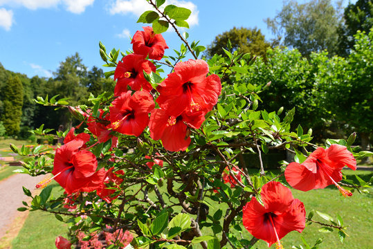 Hibiskus (Hibiscus)