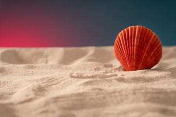 Natural Seashell, safe housing for marine life.