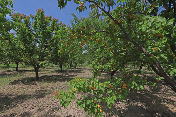 apricot trees