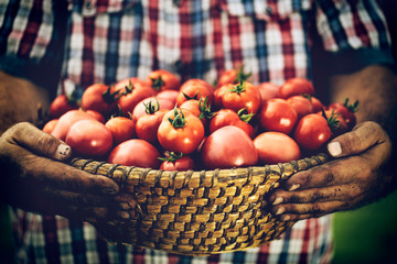 Fresh red tomatoes in farmer hands and free space for your decoration. 