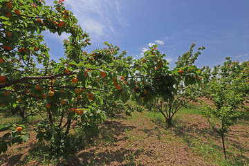 Fototapeta na wymiar apricot trees