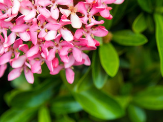 Tight cluster of Pink Ixora flower inflorescences