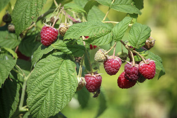 Raspberry fruits and leaves
