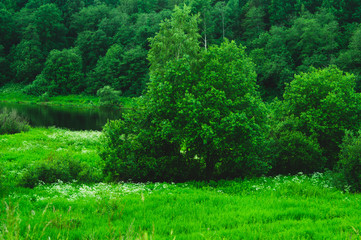 Green forest by the lake nature background